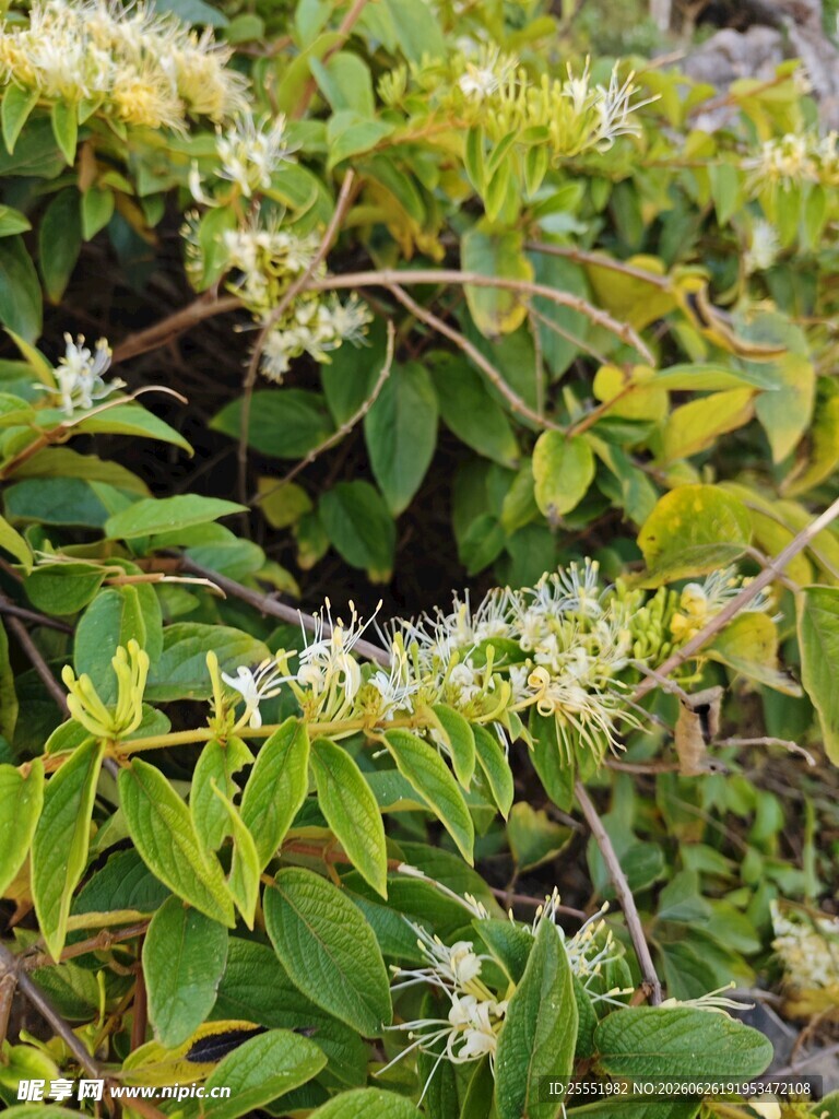 绿叶白花的繁茂植物