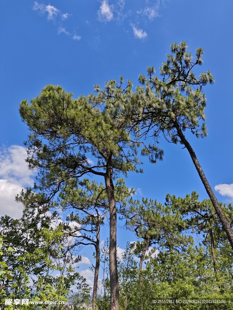 蓝天绿树间的挺拔松树