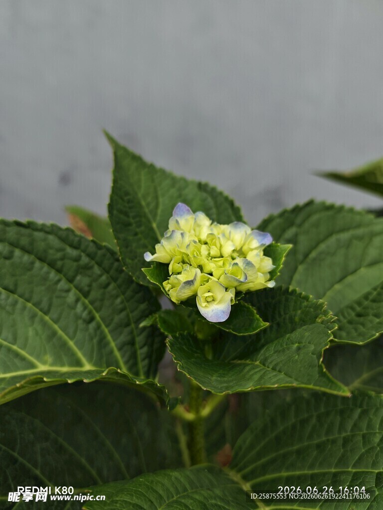 绿叶间的小巧绣球花