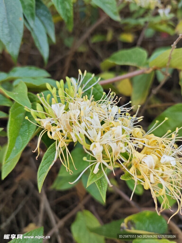 盛开的金银花
