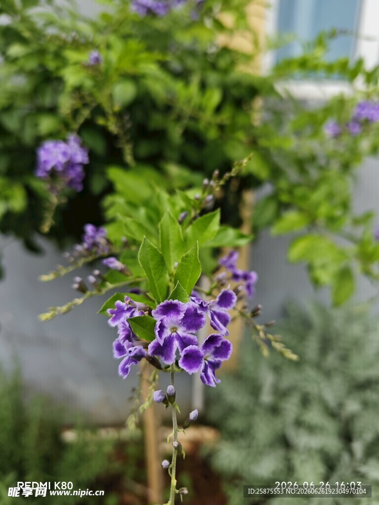 紫色花卉特写