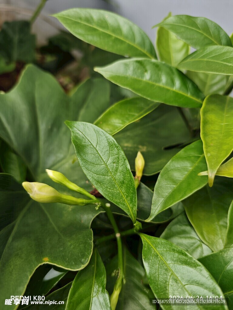 含苞待放的翠绿栀子花