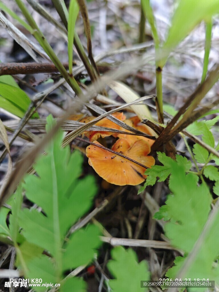 草丛中的橙色蘑菇