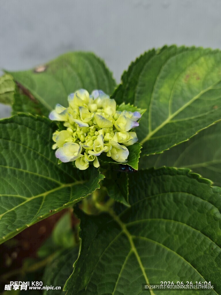 花