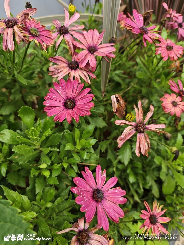粉色雏菊绽放绿意间