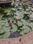 池塘中绽放的娇艳睡莲