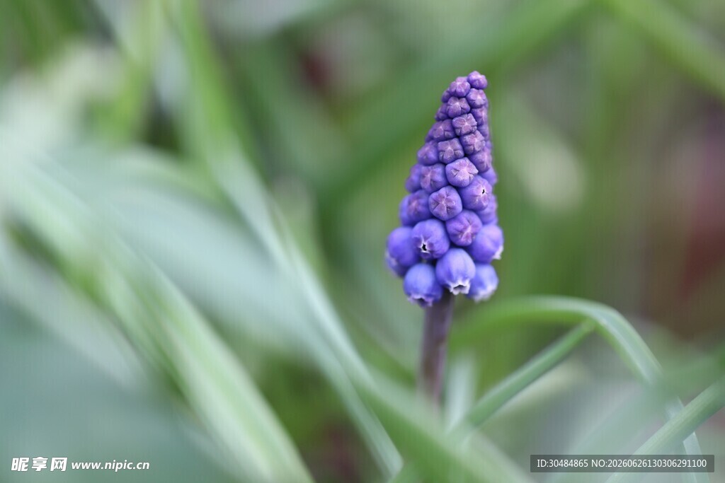 紫色风信子花特写