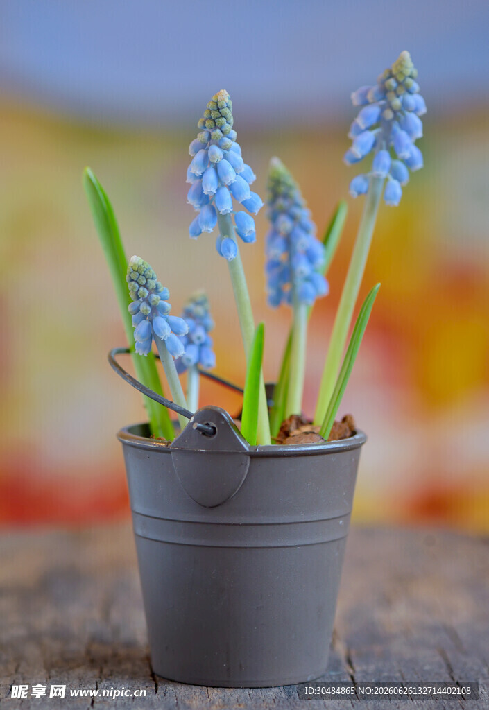 盆栽蓝风信子