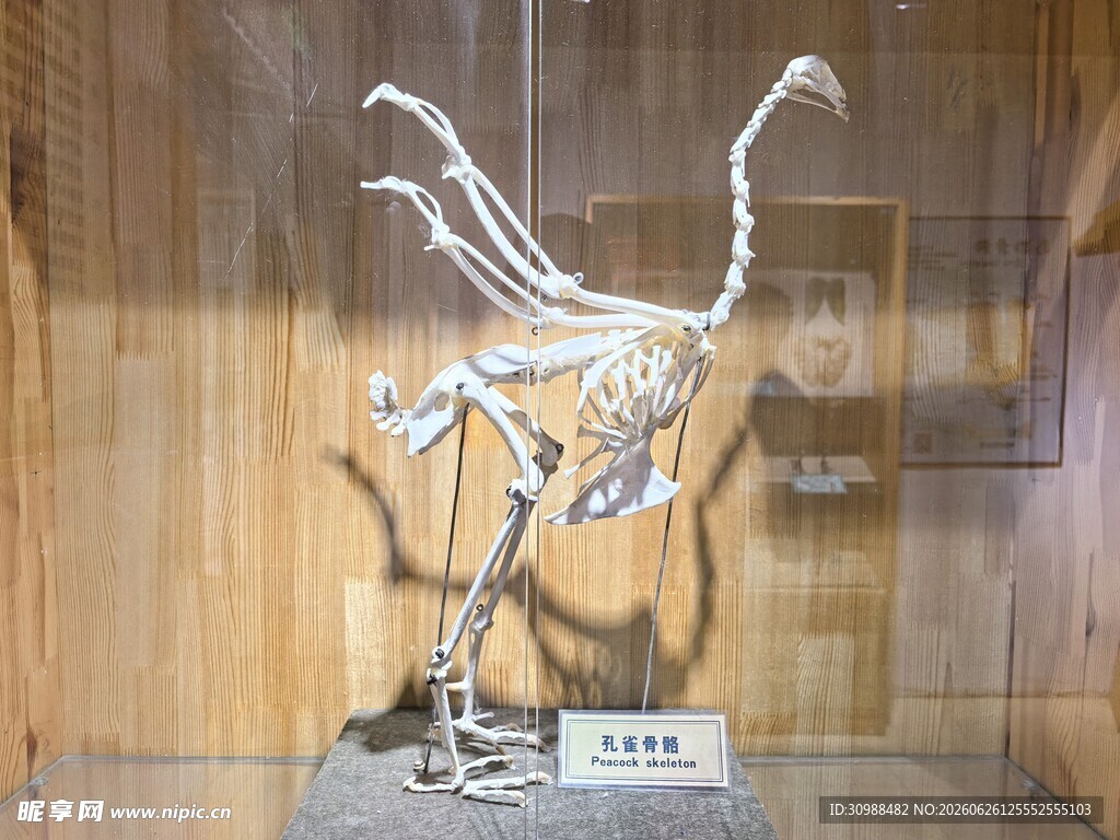 沈阳鸟岛 鸟类化石标本展示