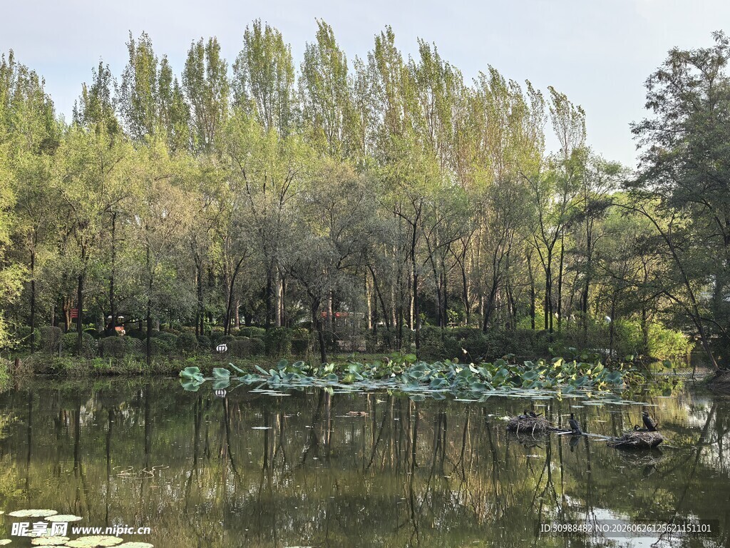 沈阳鸟岛湖畔绿树环绕的静谧风光