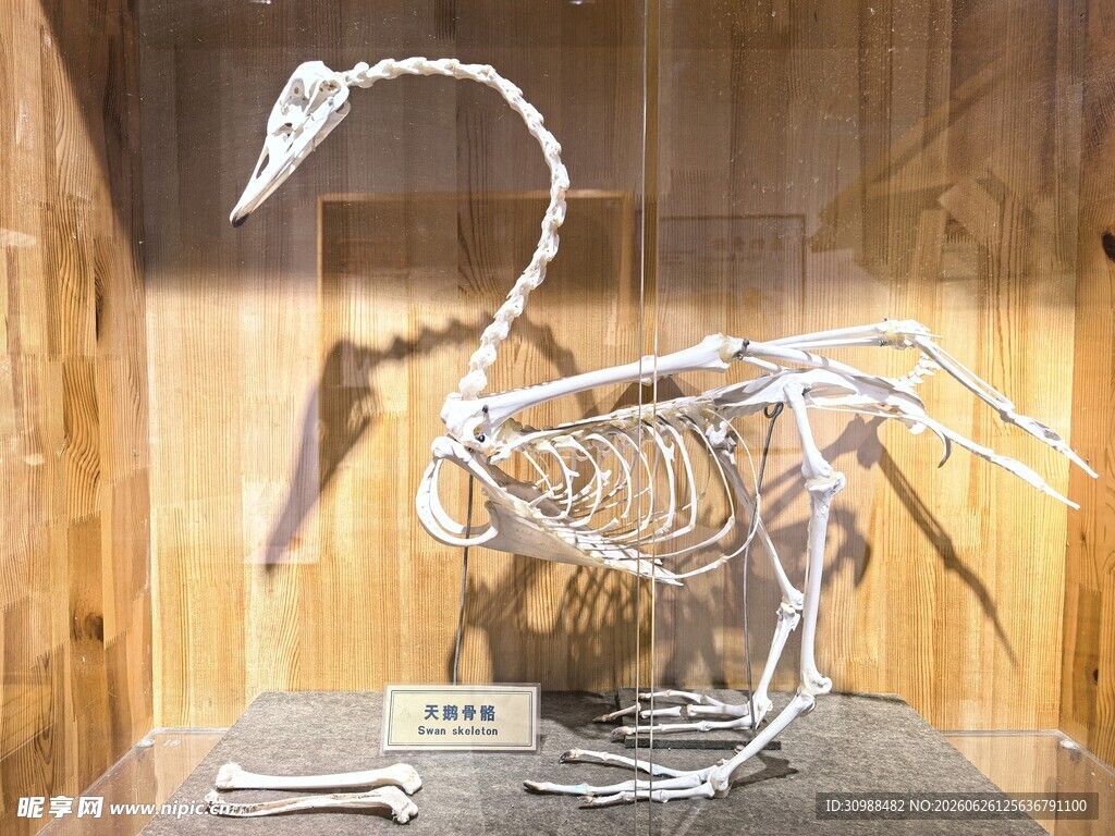 沈阳鸟岛 天鹅骨骼标本展示