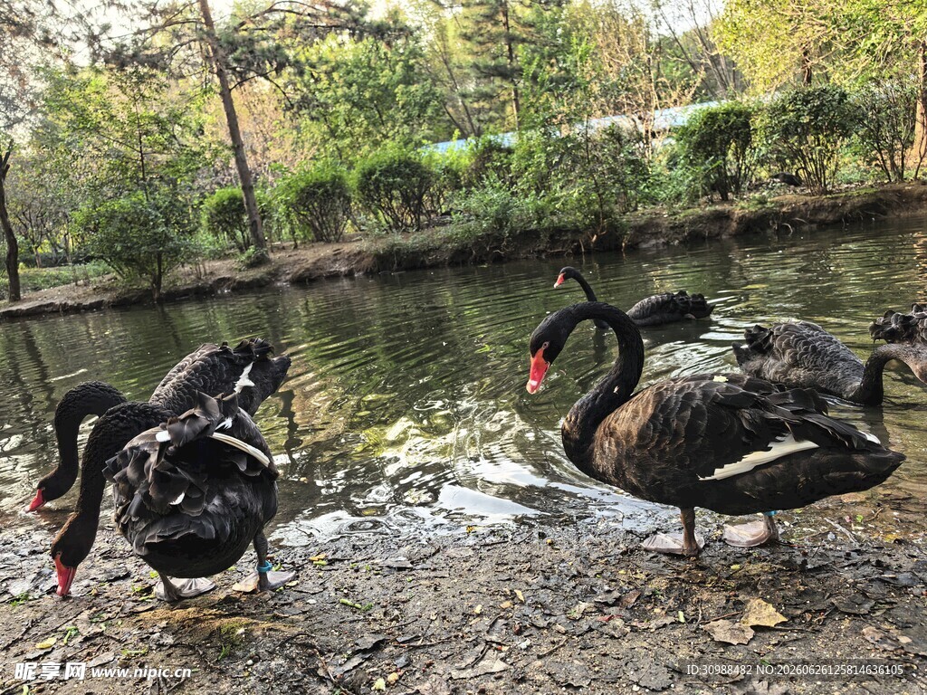沈阳鸟岛岸边的黑天鹅