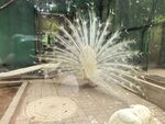 沈阳鸟岛白孔雀