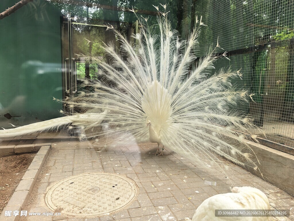 沈阳鸟岛白孔雀