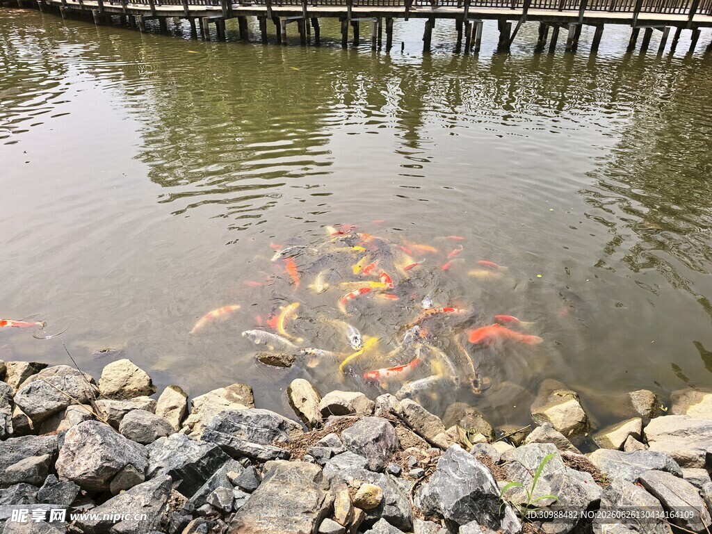 稻梦空间 池塘中群游的多彩锦鲤