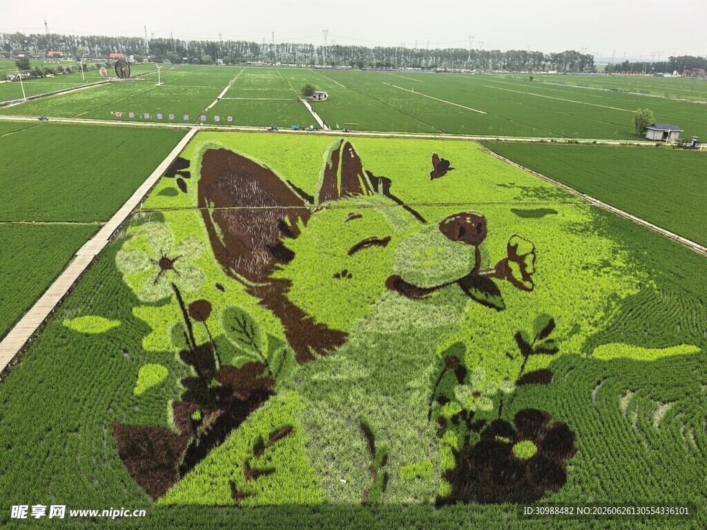 稻梦空间 田野巨型绿植艺术图案