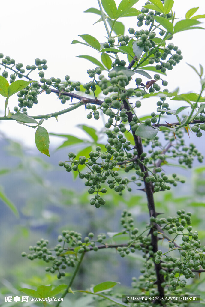 花椒树