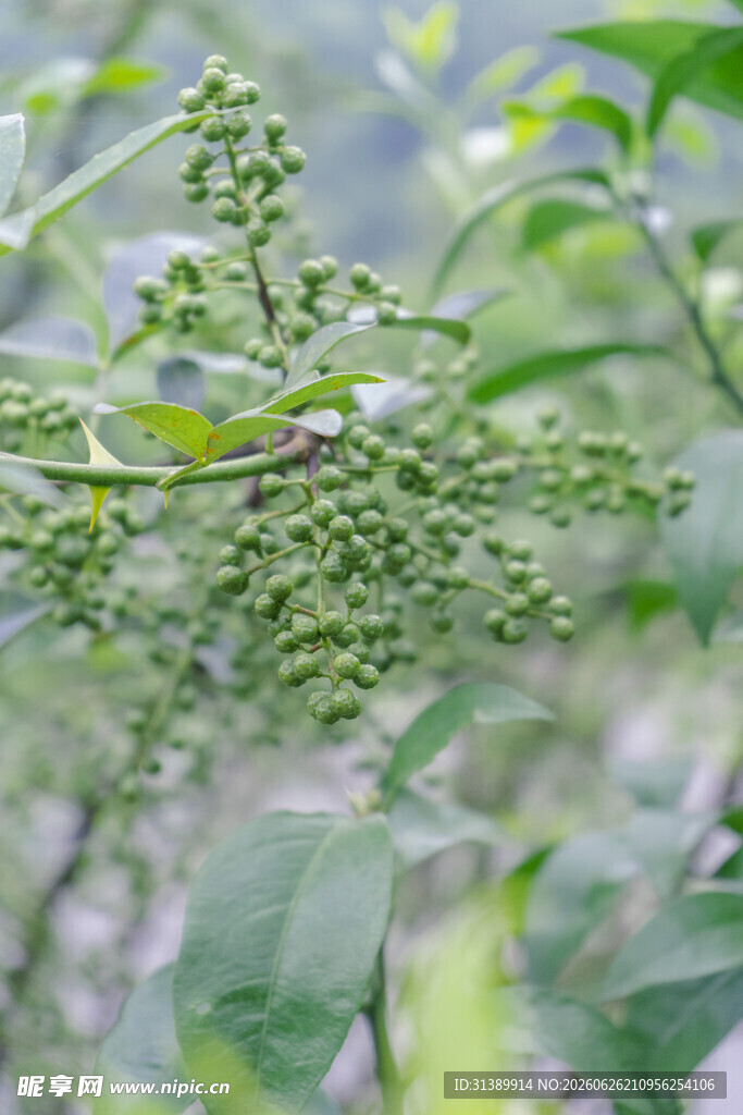 嫩绿花椒枝上果实初现