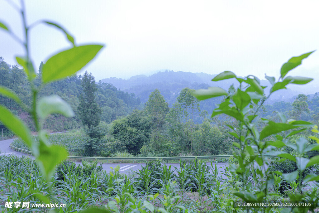 山间绿意盎然的清新茶园