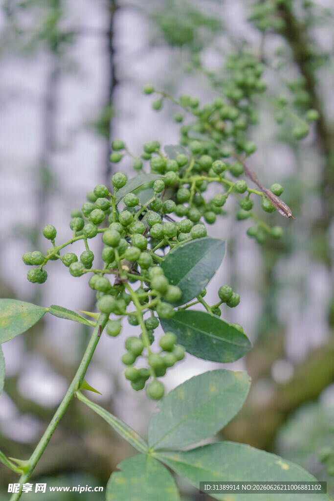 花椒树