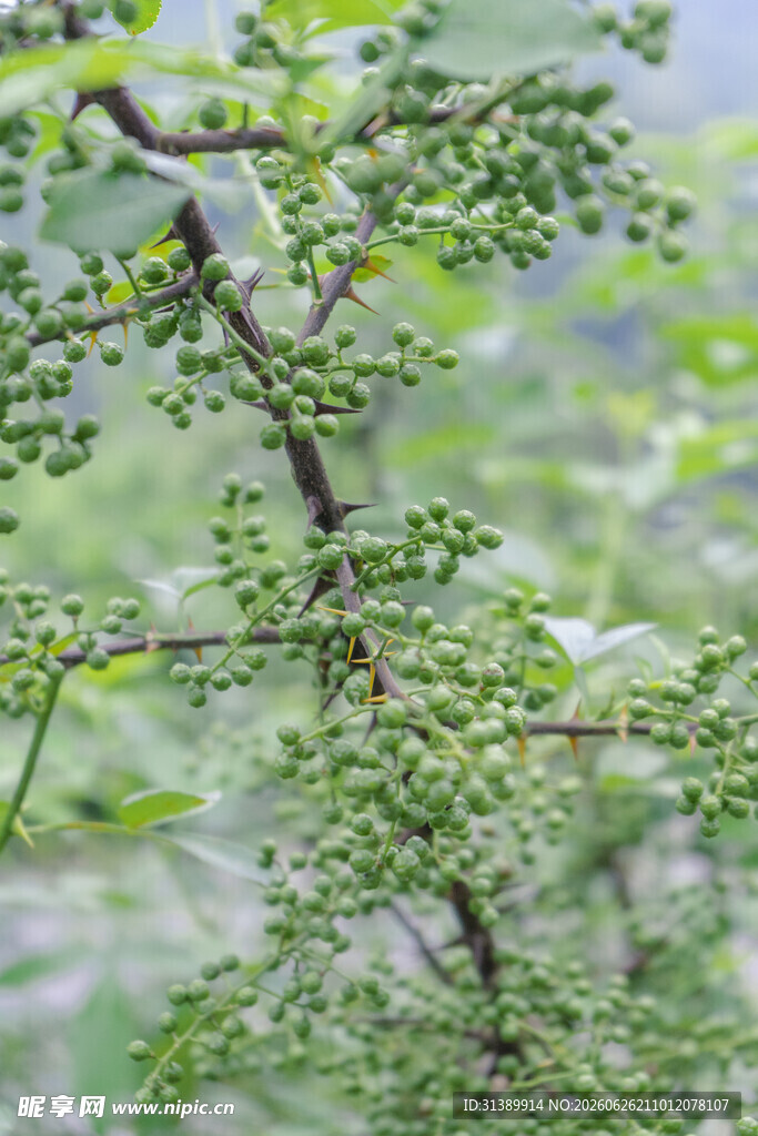 花椒树