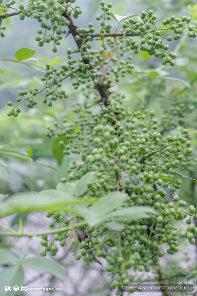 青花椒枝特写