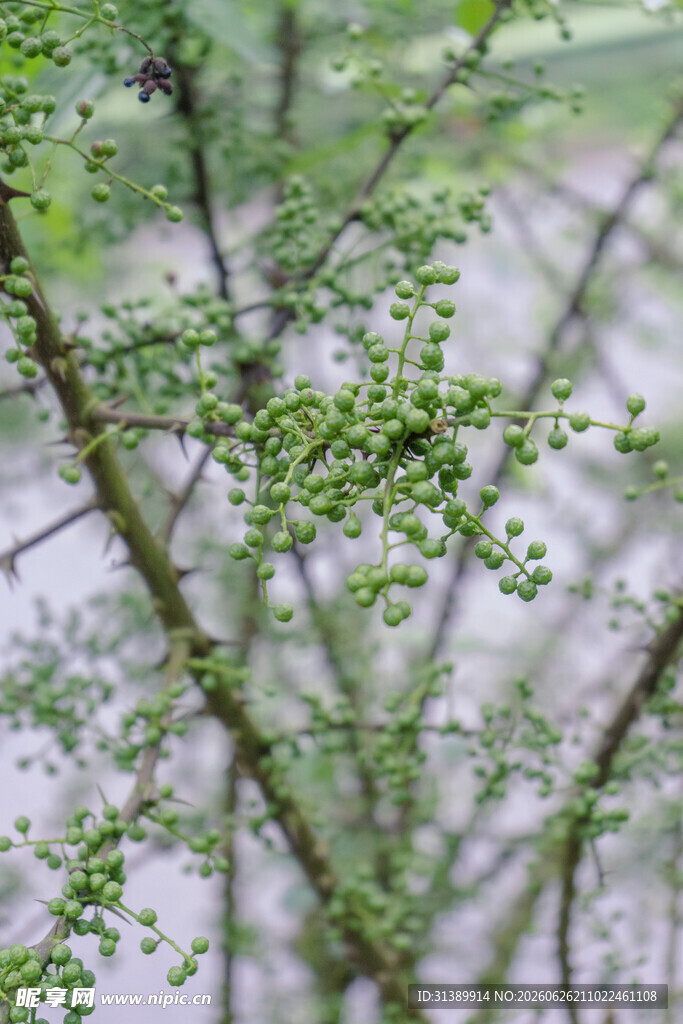 花椒树