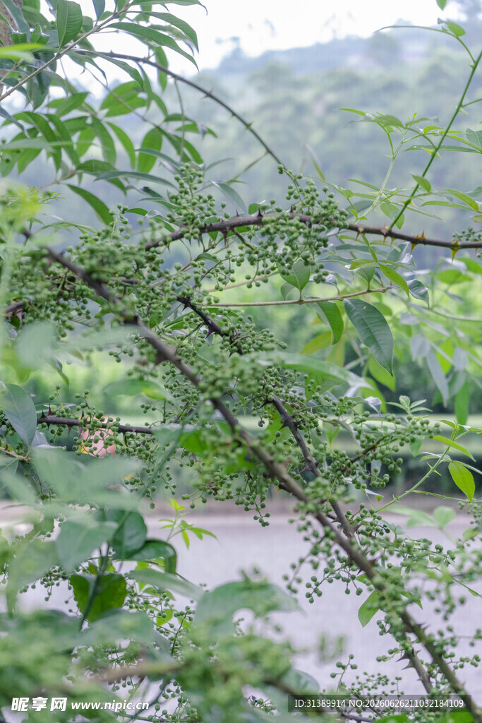 花椒
