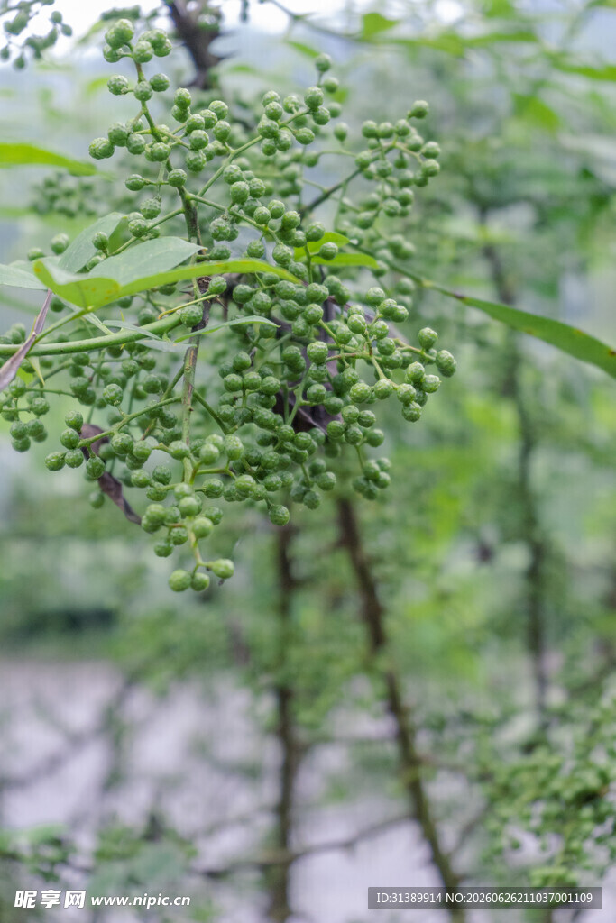 青花椒枝特写