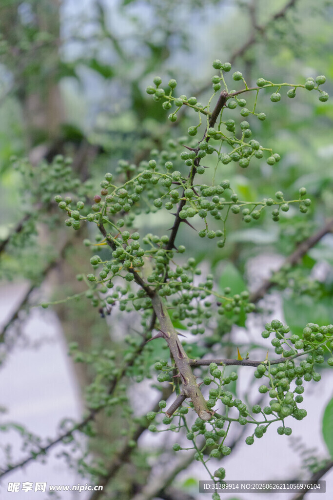 青花椒