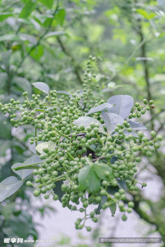 花椒树