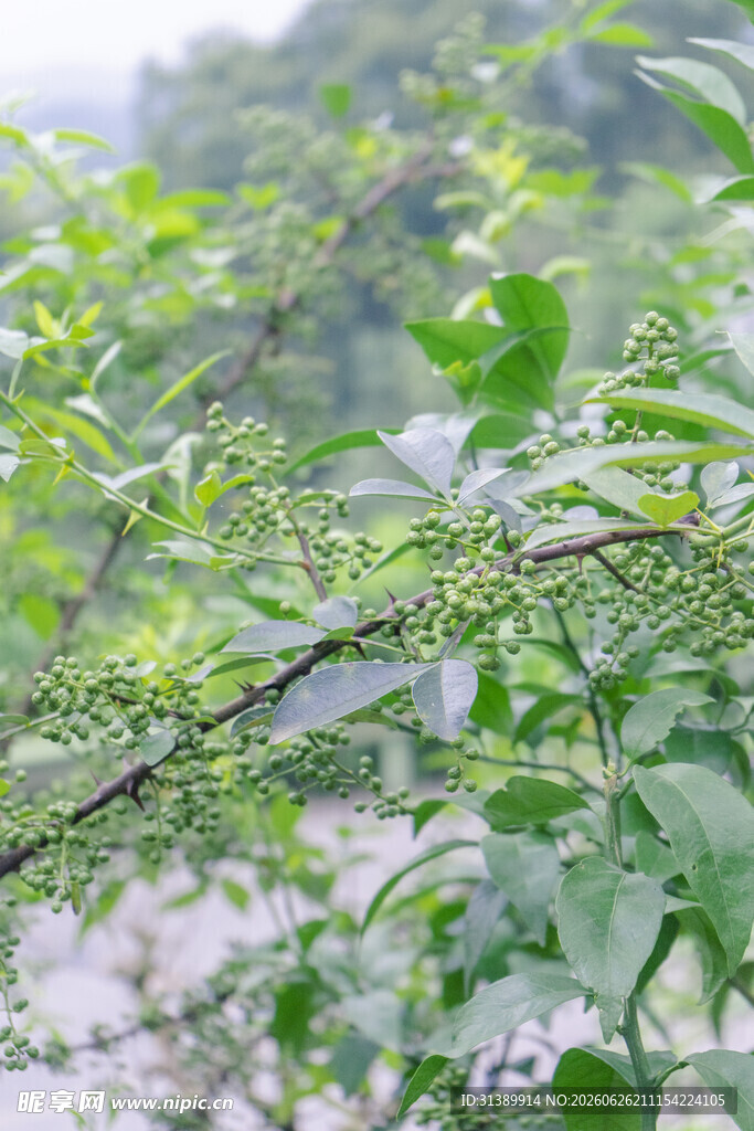花椒 青花椒 花椒树