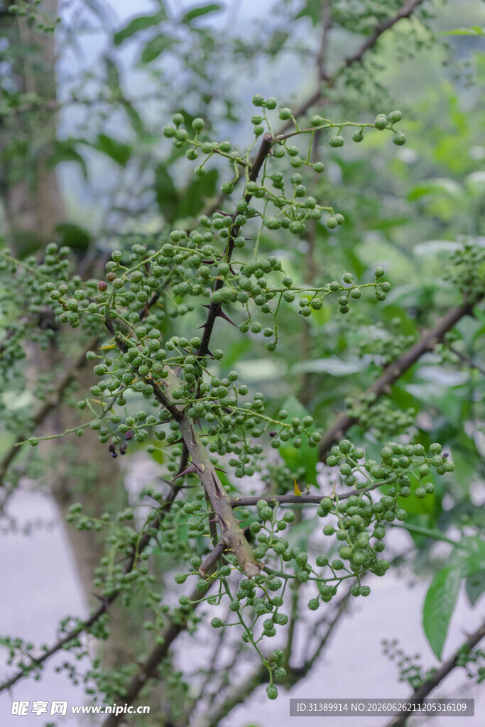 花椒 青花椒 花椒树