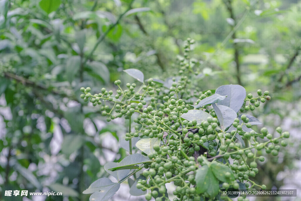 翠绿花椒植株特写