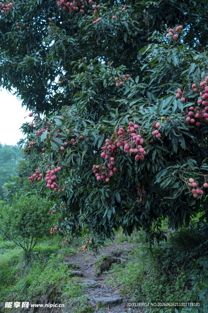 山间荔枝树