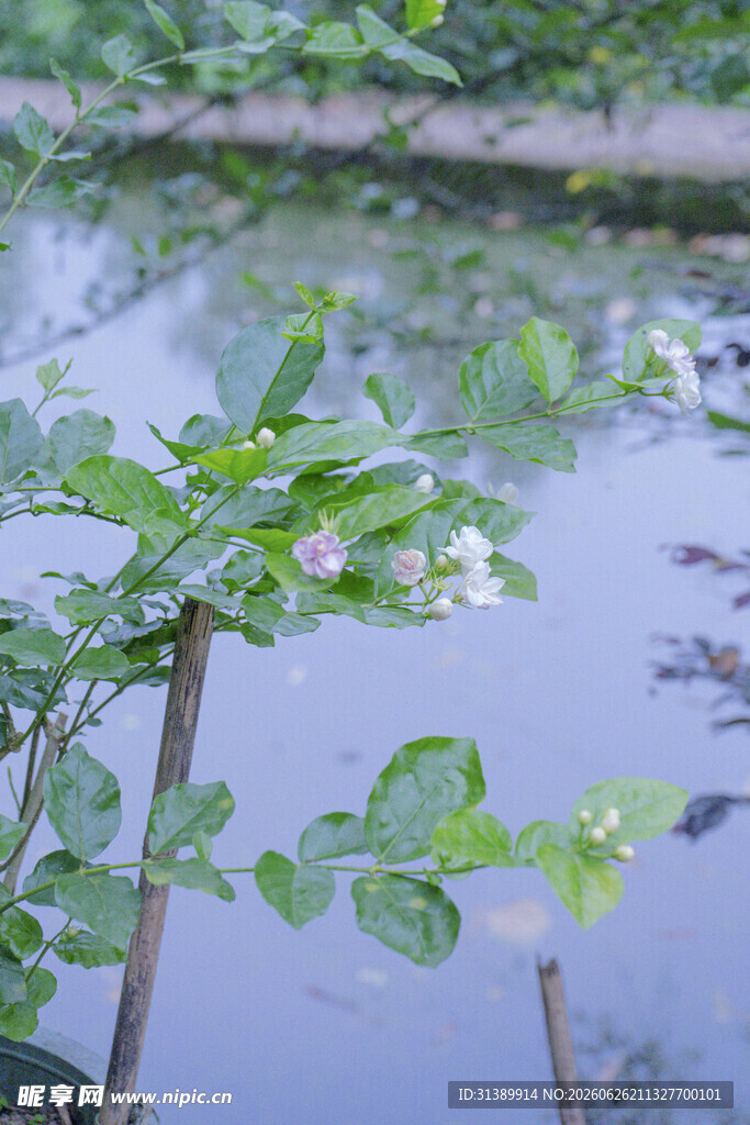 池塘边的绿植生机盎然