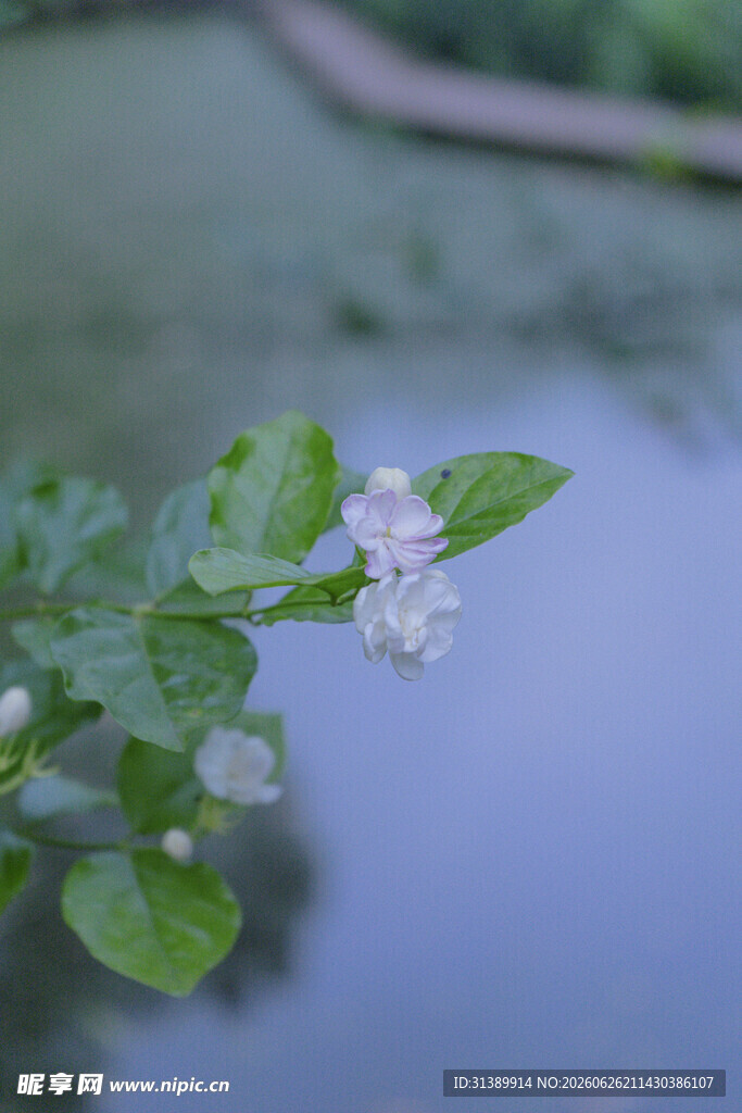 水边绿叶上的白色小花