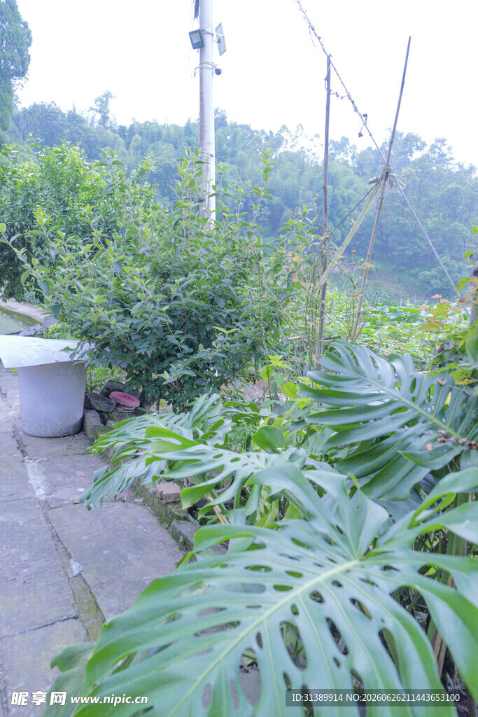 庭院绿植景观一角