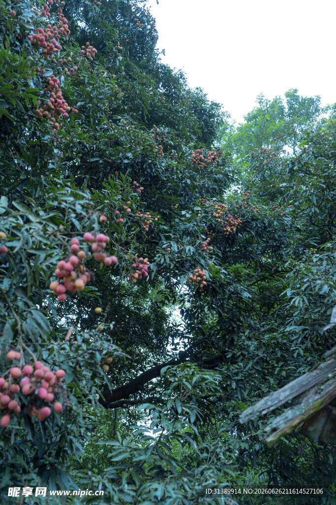 枝头挂满红荔枝
