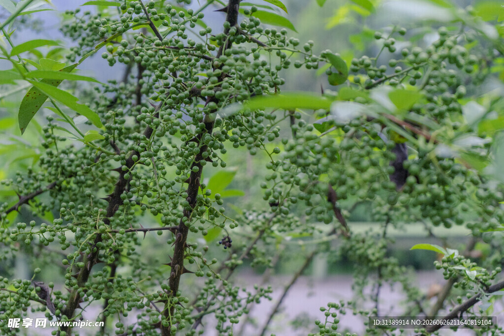花椒 花椒树 青花椒