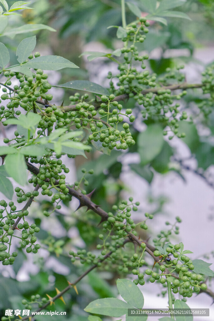 嫩绿花椒枝 生机满枝头