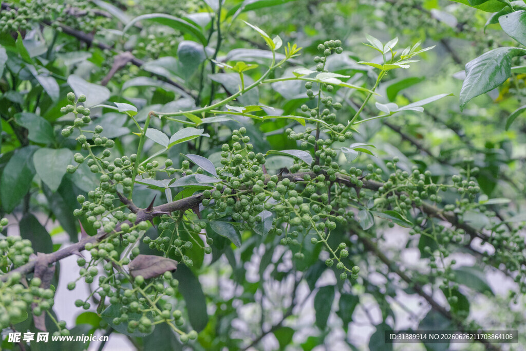 绿叶间的花椒果实