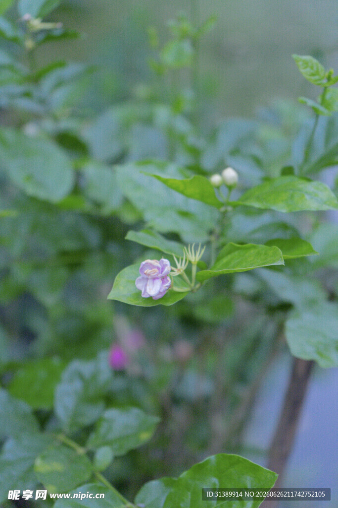 绿叶间的娇嫩小花