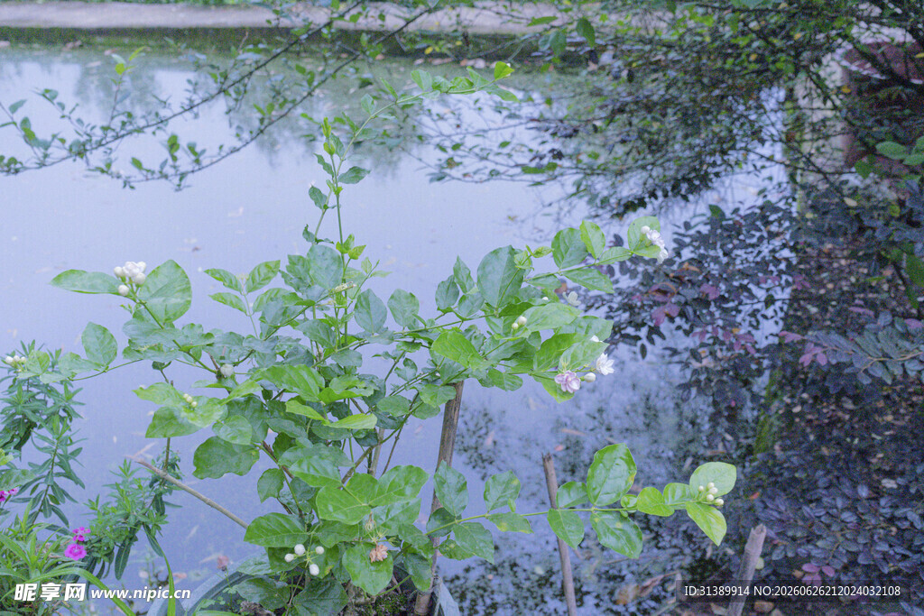 池塘边的绿植景致