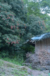 乡村小屋旁的繁茂绿植