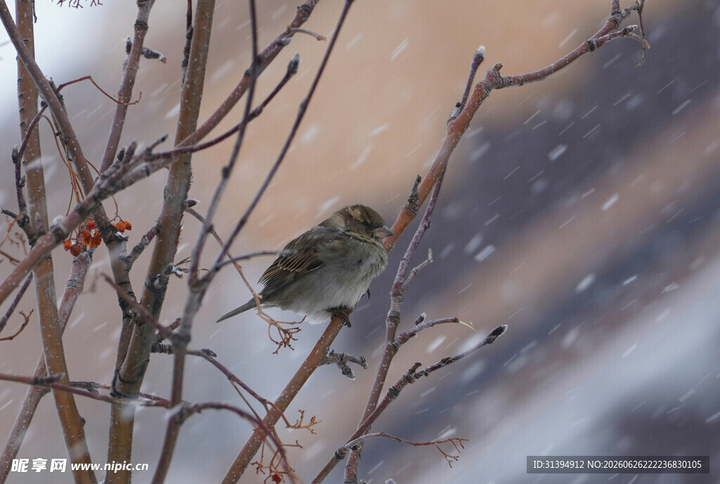 雪中枝头小鸟