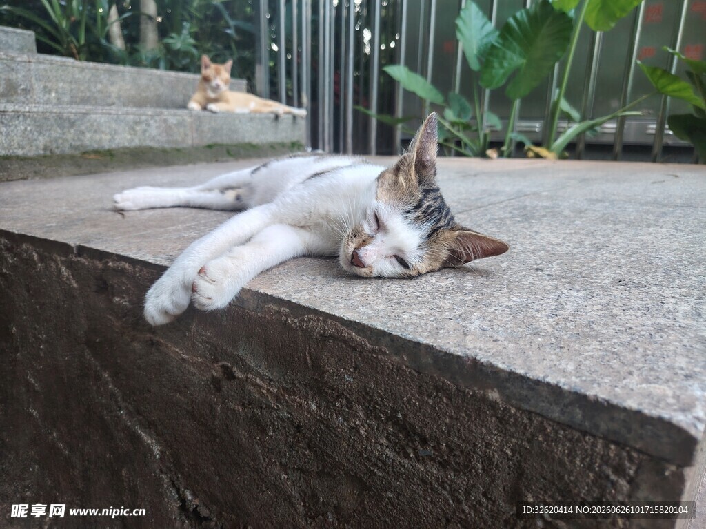 猫咪