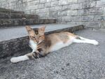 猫咪