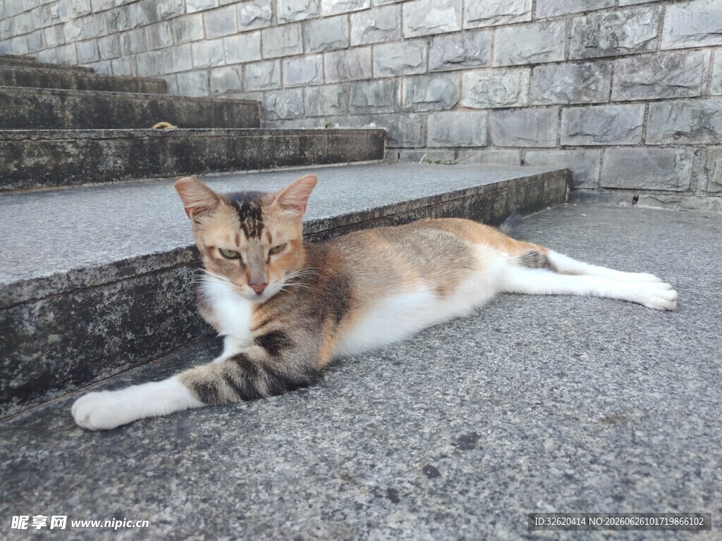 猫咪