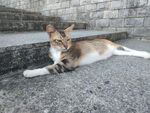 猫咪